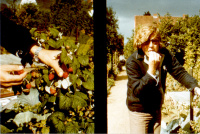 Brock Erdbeeren essend, 1970er Jahre